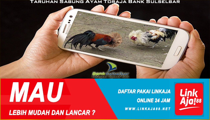 Taruhan Sabung Ayam Toraja Bank Sulselbar